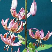 Gaybird -  inflorescense